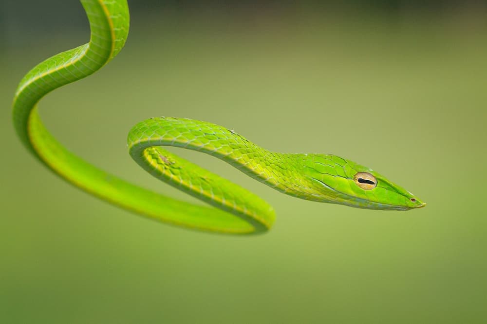 Vibrant Whip Snake by Hendy Mp — canvas wall art