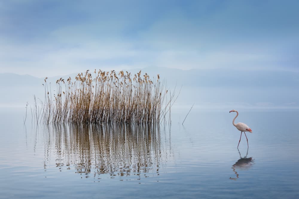 Misty Lake Flamingo by George Digalakis — canvas wall art