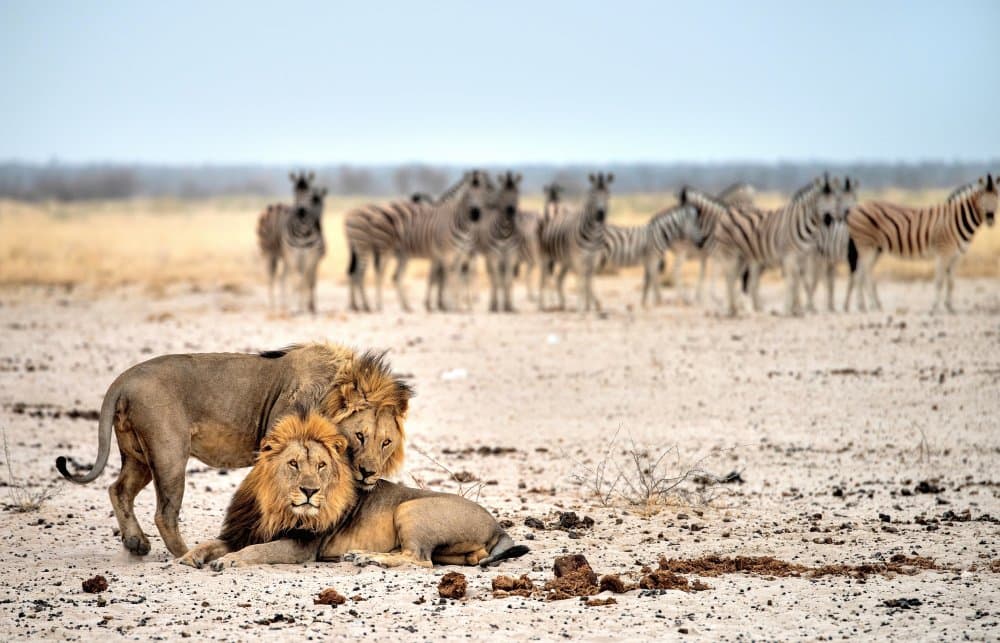 African Lions and Zebras by Giuseppe DAmico — canvas wall art