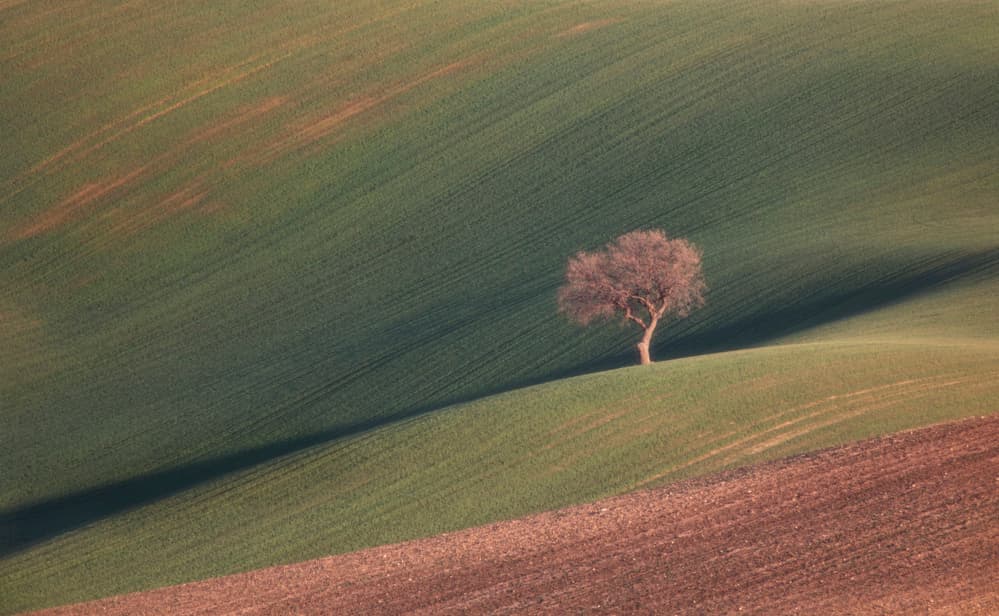 Lonely Tree on Rolling Hill by Dorian Gray — canvas wall art