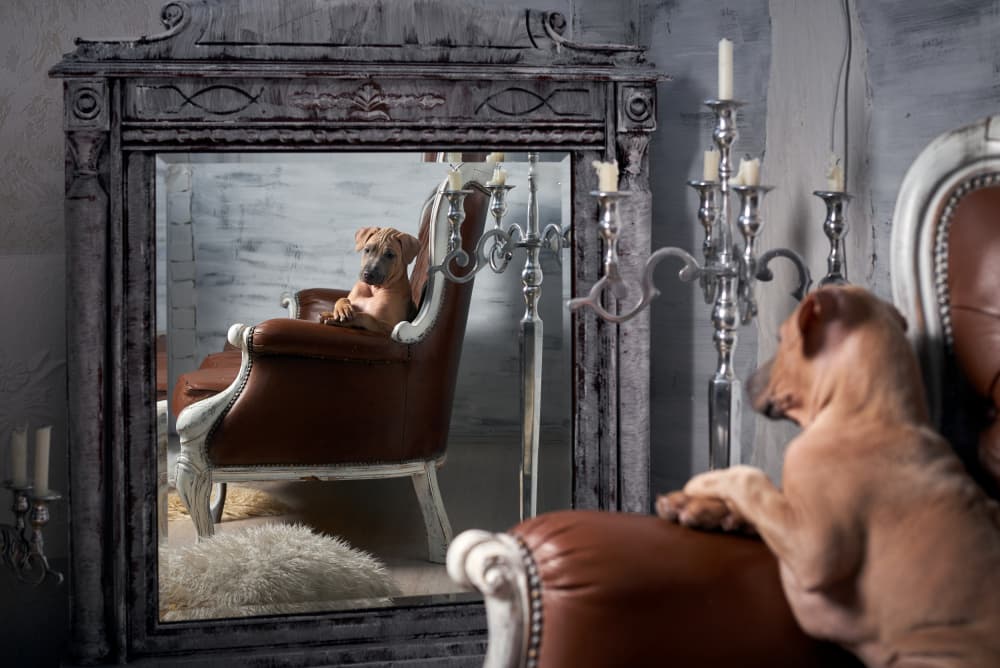 Curious Puppy Mirror by Andrii Kazun — canvas wall art