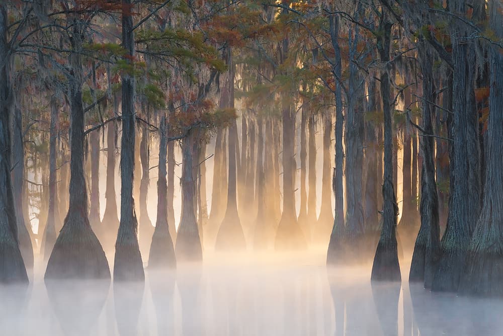 Misty Cypress Morning by Chris Moore — canvas wall art