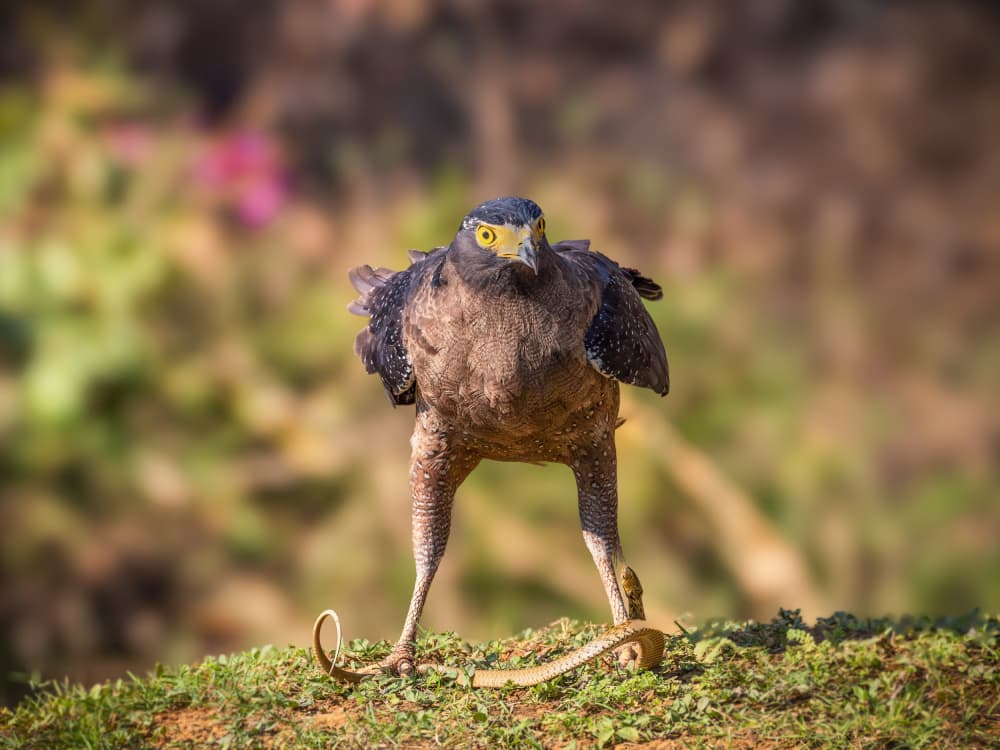 Serpent Eagle Hunt by Taksing (吉星高照) — canvas wall art