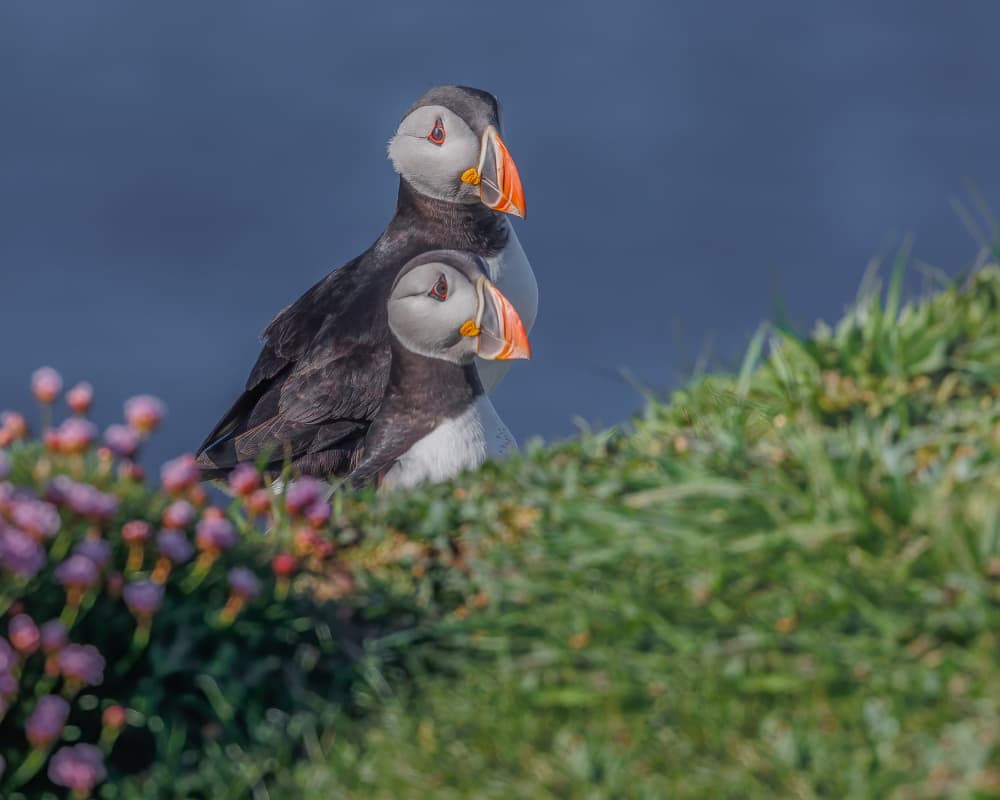 Atlantic Puffin Pair by David Bennion — canvas wall art