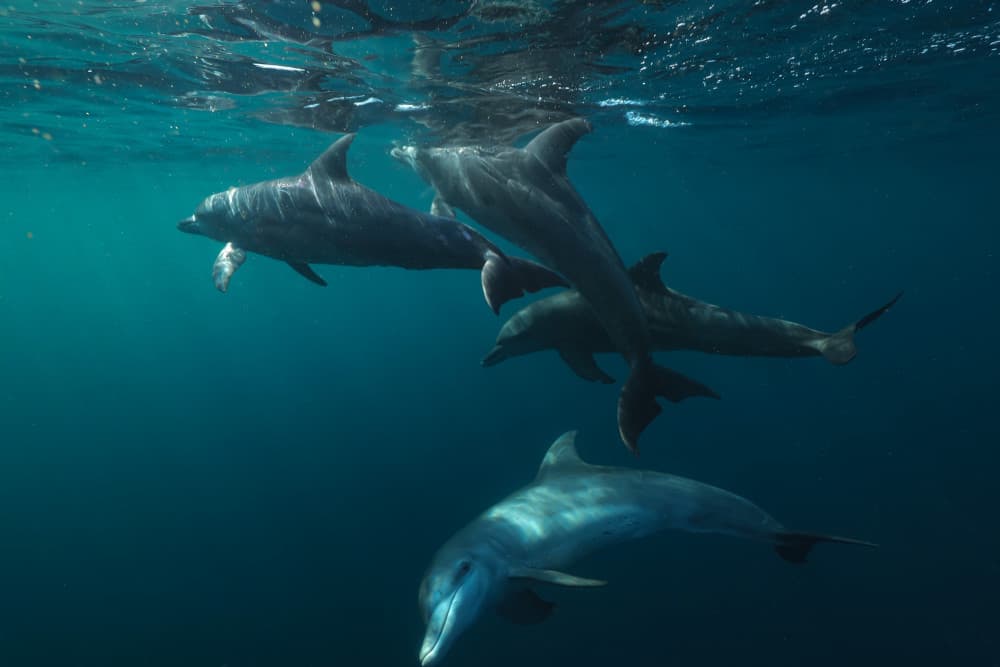 Dolphins Deep Blue by Serge Melesan — canvas wall art