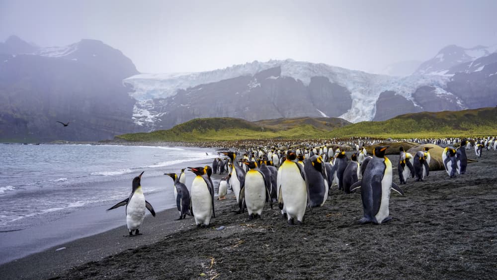 King Penguins on Black Sand by Raymond Ren Rong Liu — canvas wall art
