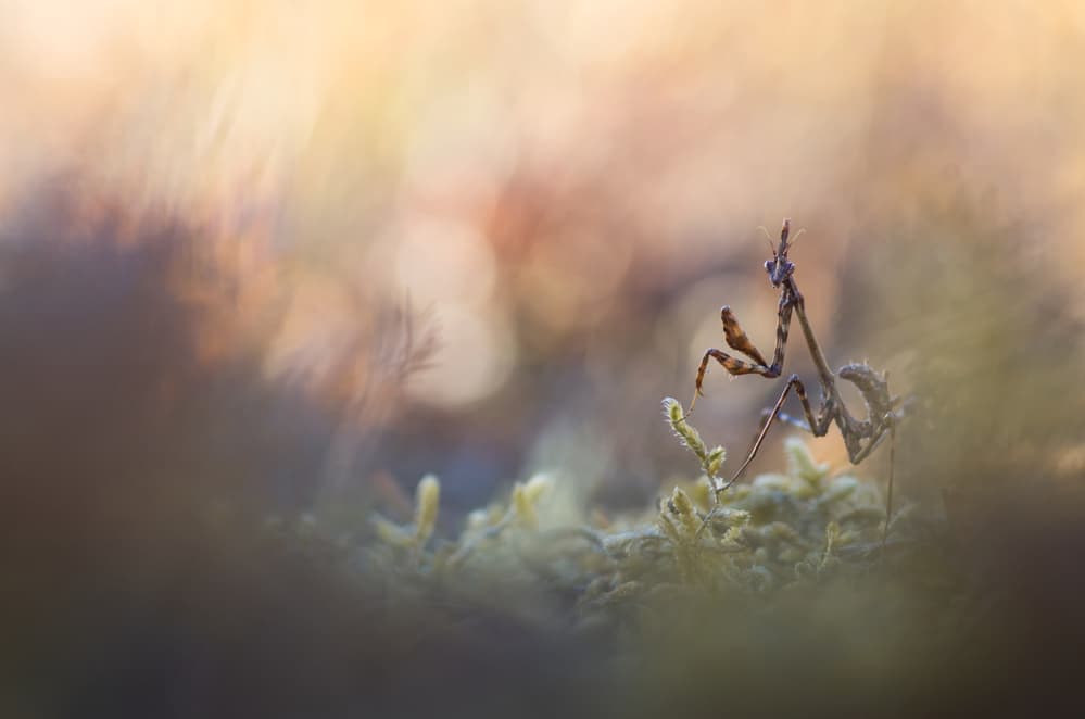 Delicate Mantis Bokeh by Sebastien Blomme — canvas wall art