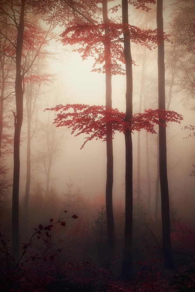 Misty Red Forest by Patrick Aurednik — canvas wall art