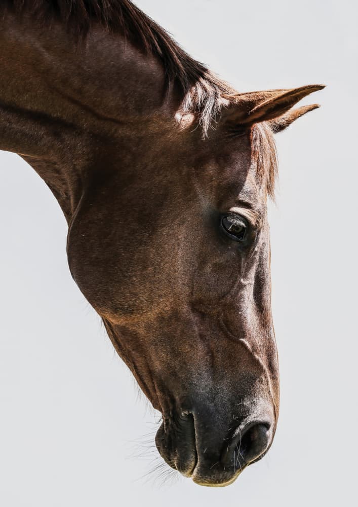 Portrait of a Horse Head by Shot by Clint — canvas wall art