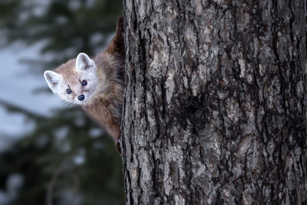 Curious Forest Marten by Steven Zhou — canvas wall art