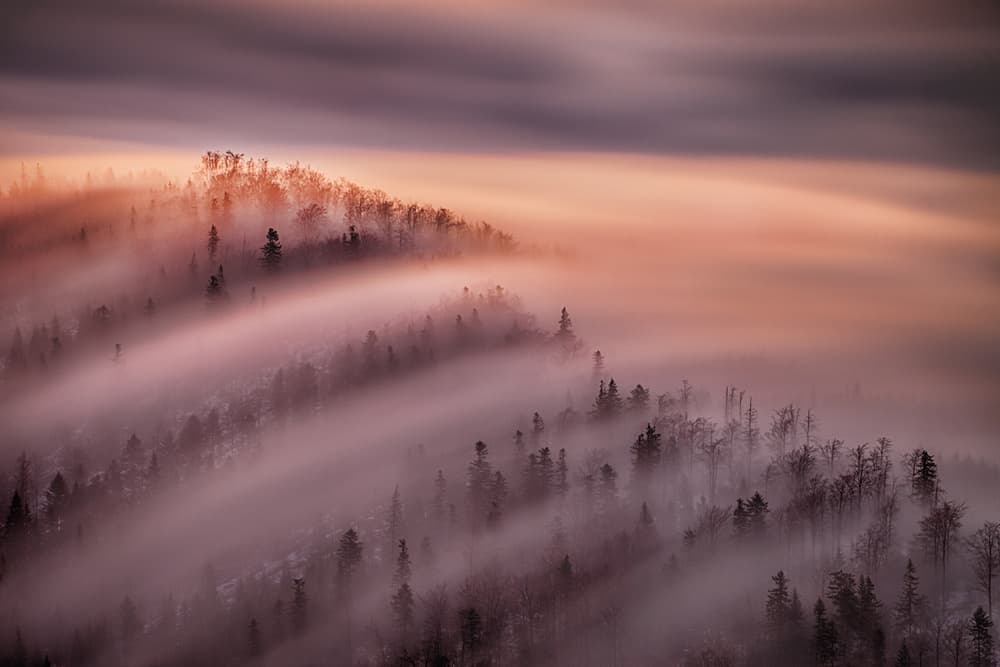 Misty Forest Layers by Peter Svoboda MQEP — canvas wall art