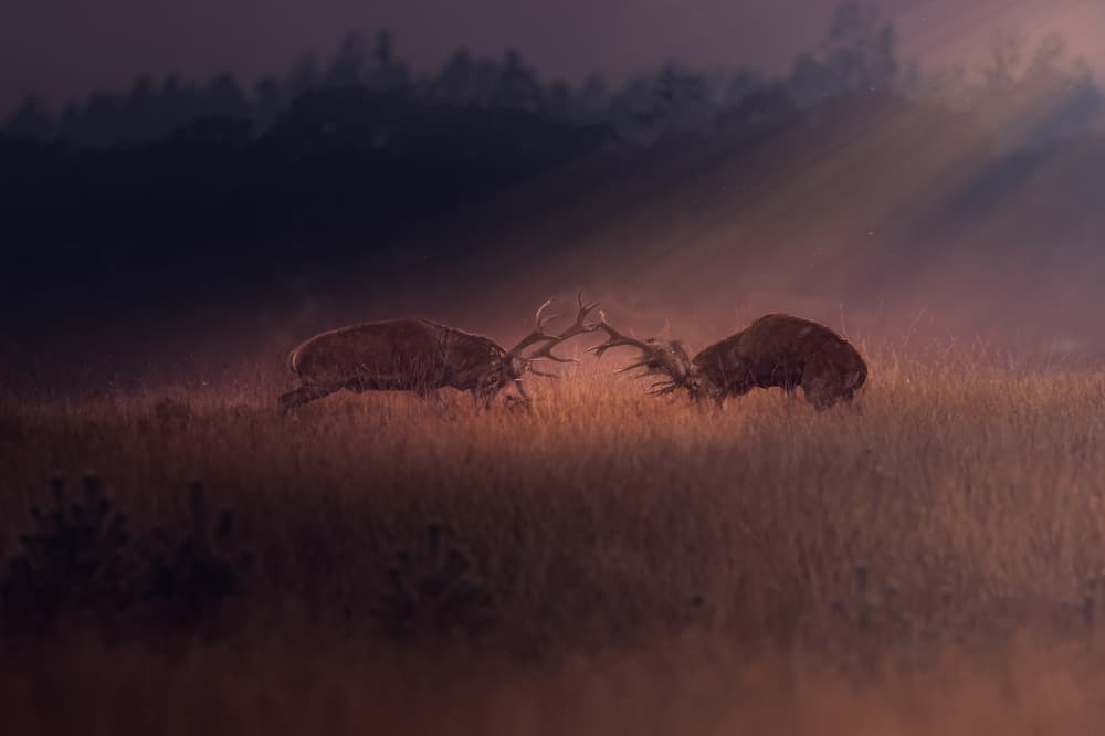 Stags Fighting Golden Light by Gert J ter Horst — canvas wall art
