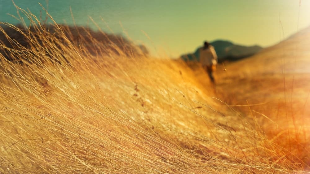 Walking Through Golden Grass by Bez Dan — canvas wall art
