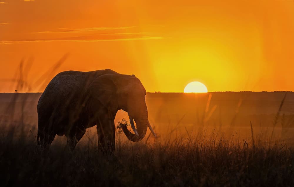 African Elephant Sunset by Jennifer Lu — canvas wall art