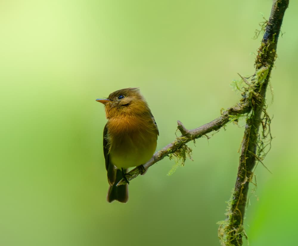Bird on Mossy Branch by Mike He — canvas wall art