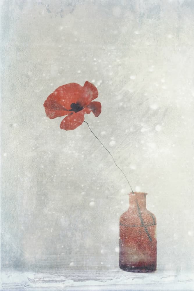 Dreamy Red Poppy by Delphine Devos — canvas wall art