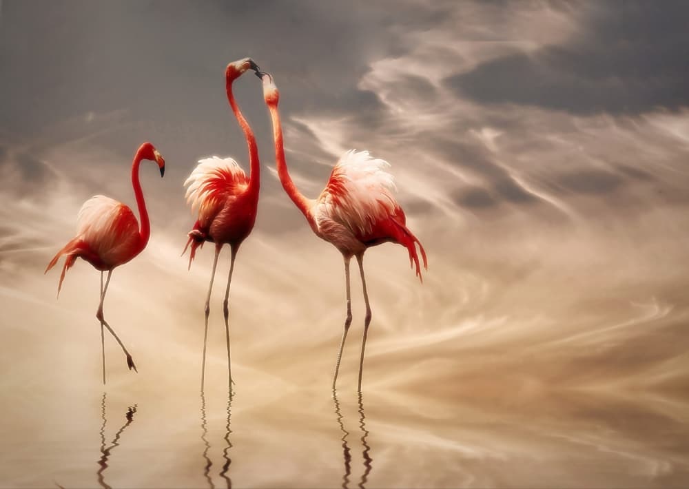 Romantic Flamingo Reflections by Anna Cseresnjes — canvas wall art