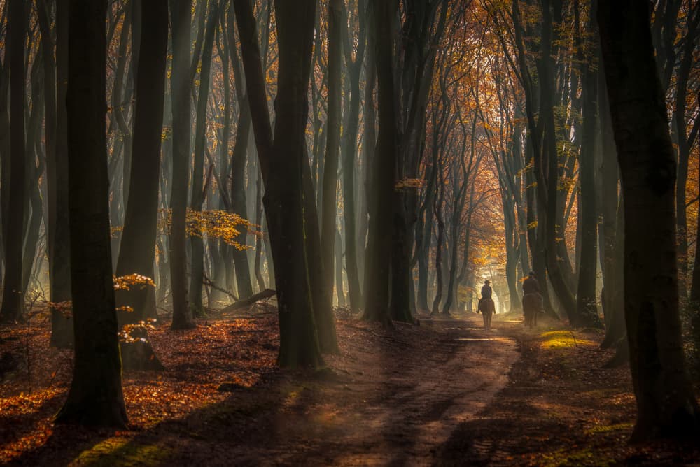 Autumn Forest Path Riders by Piet Haaksma — canvas wall art