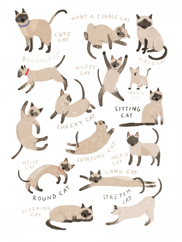 Cute Siamese Cat Poses by Hanna Melin — canvas wall art