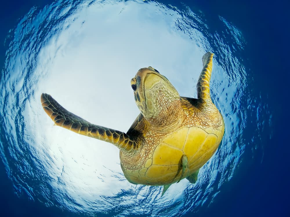 Peaceful Sea Turtle by Henry Jager — canvas wall art