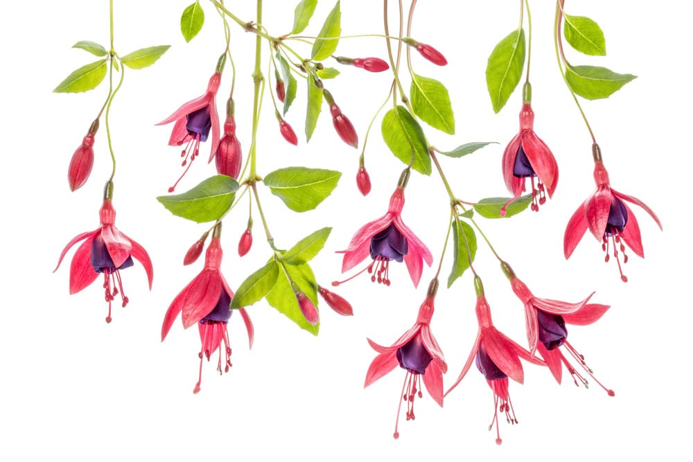 ~ Fuchsia ~ by Mandy Disher — canvas wall art