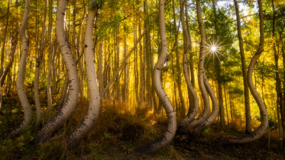 Golden Curved Aspens by Johnny Zhang — canvas wall art