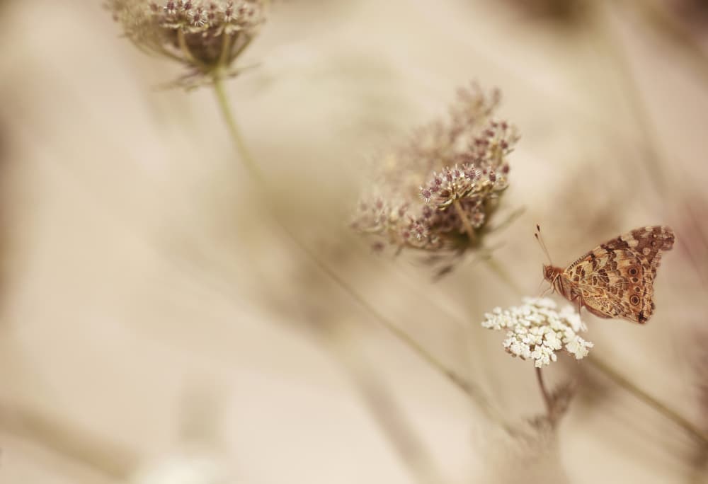 Delicate Butterfly Bloom by Ellen van Deelen — canvas wall art