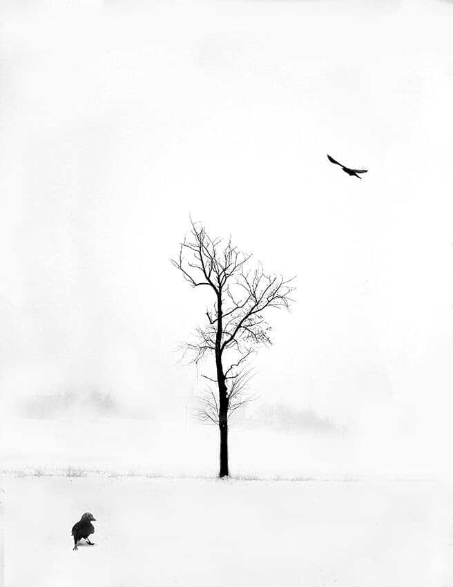 Winter Tree and Birds by Andrea Auf dem Brinke — canvas wall art