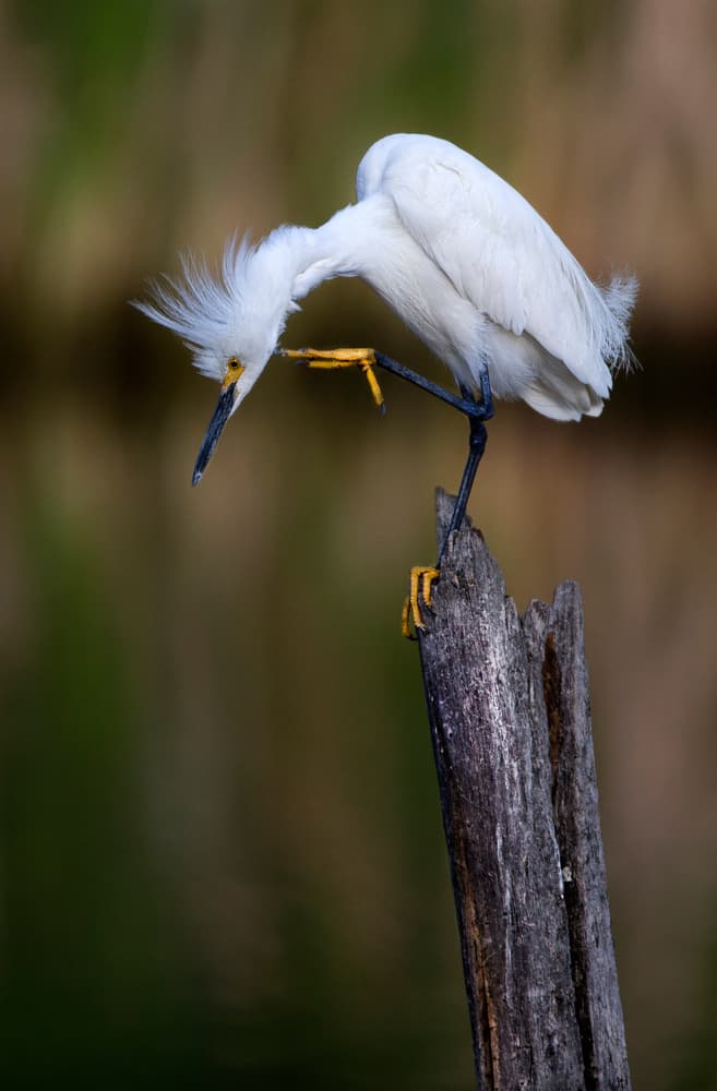 Ruffled Egret Moment by verdon — canvas wall art