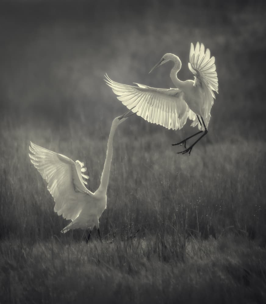 Graceful Egret Dance by Xiaobing Tian — canvas wall art