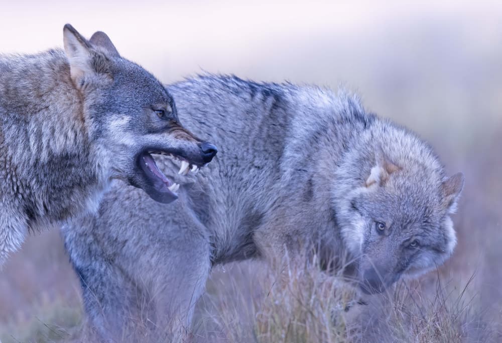 Wild Wolves Confrontation by Marco Barisone — canvas wall art