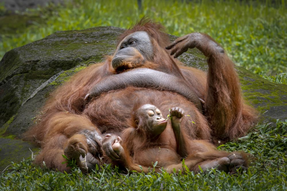 Orangutan Mother and Baby by Ajar Setiadi — canvas wall art