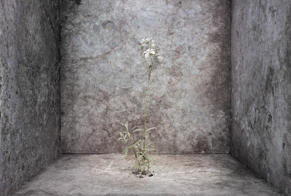 Life In Concrete by Leonie Kuiper — canvas wall art