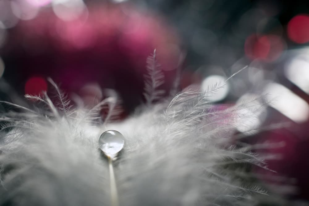Delicate Feather Drop by Dmitry Doronin — canvas wall art