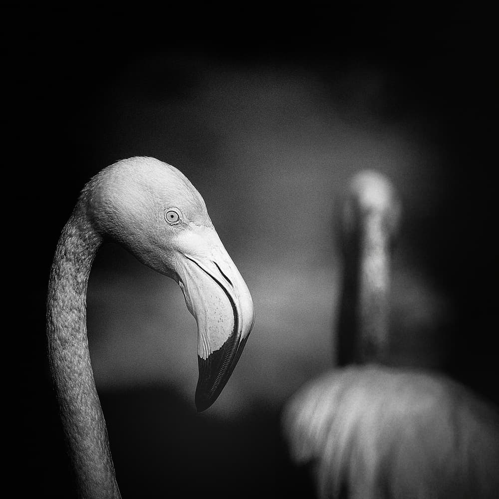 Flamingo Gaze in Monochrome by Claudio Moretti — canvas wall art