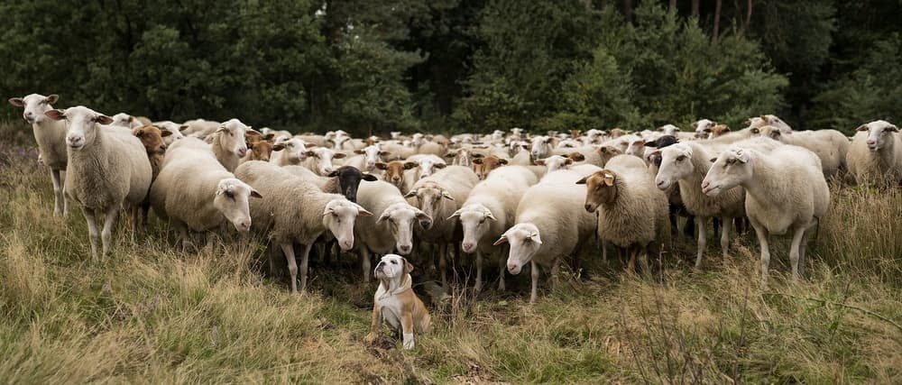 Dog Among Sheep by Gert van den Bosch — canvas wall art