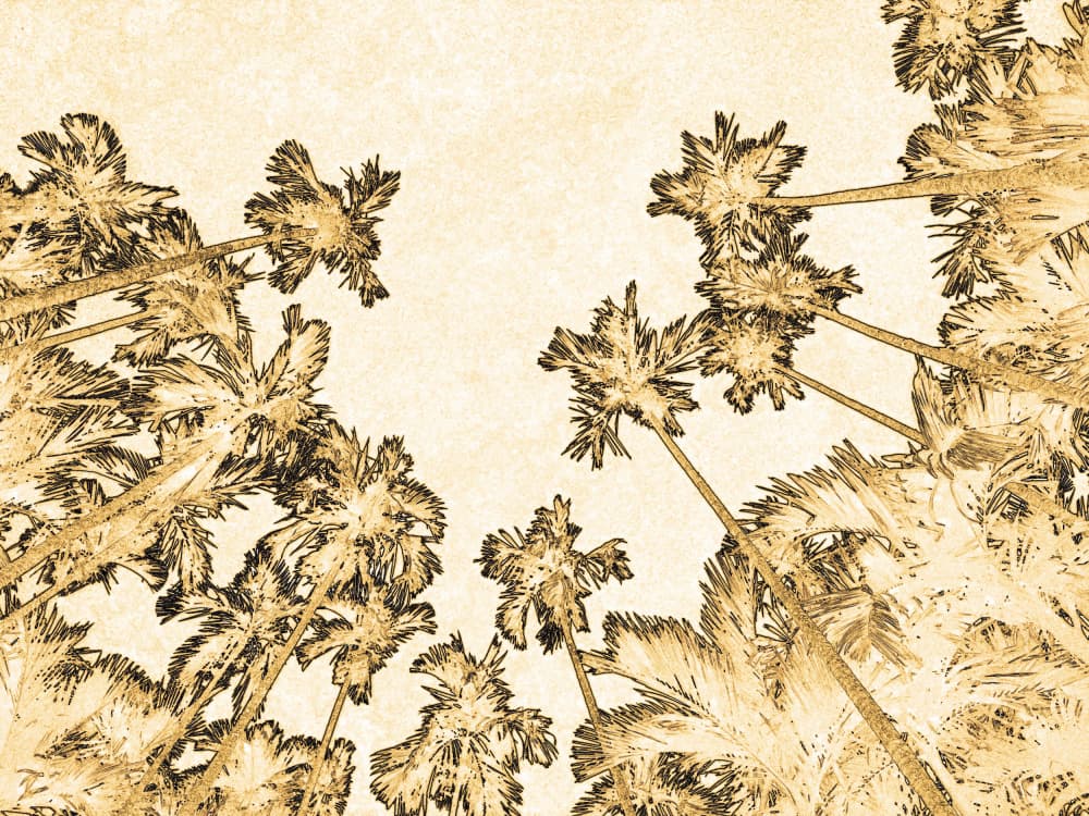 Palms to the Sky by Santhosh ch — canvas wall art