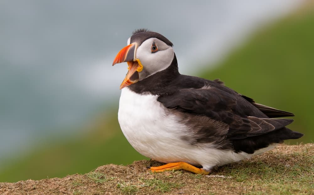 Expressive Puffin Portrait by Alfred Forns — canvas wall art