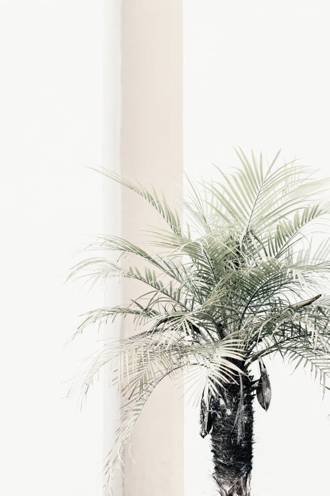 Minimal Palm Tree by Pictufy Studio III — canvas wall art