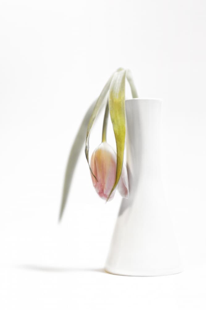 Fading Pink Tulip by Burghard Nitzschmann — canvas wall art