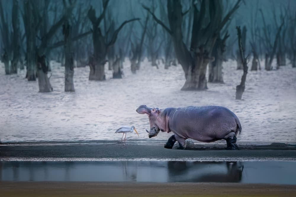 Misty Hippo And Stork by Jianping Yang — canvas wall art