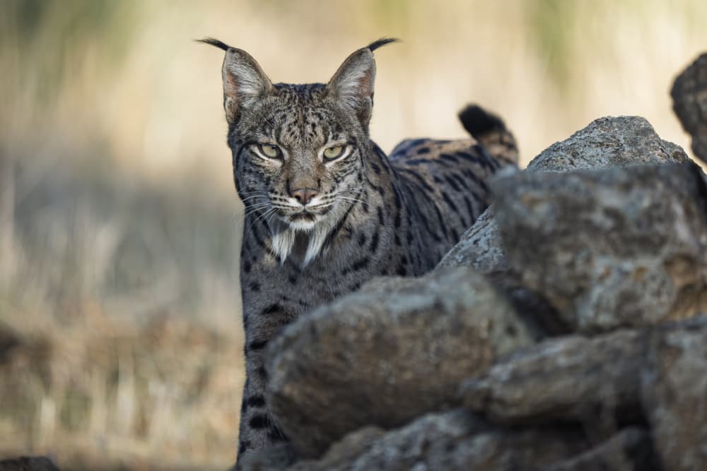 Iberian Lynx Gaze by Jose Curto — canvas wall art