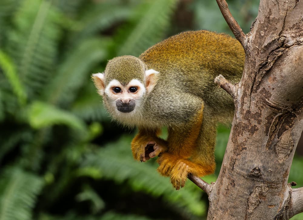 Curious Squirrel Monkey by Ozan AKTAS — canvas wall art