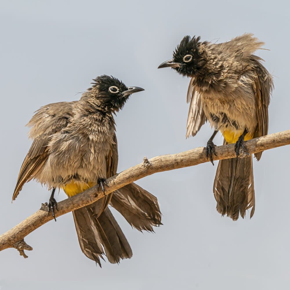 Two Perched Birds by Boris Lichtman — canvas wall art