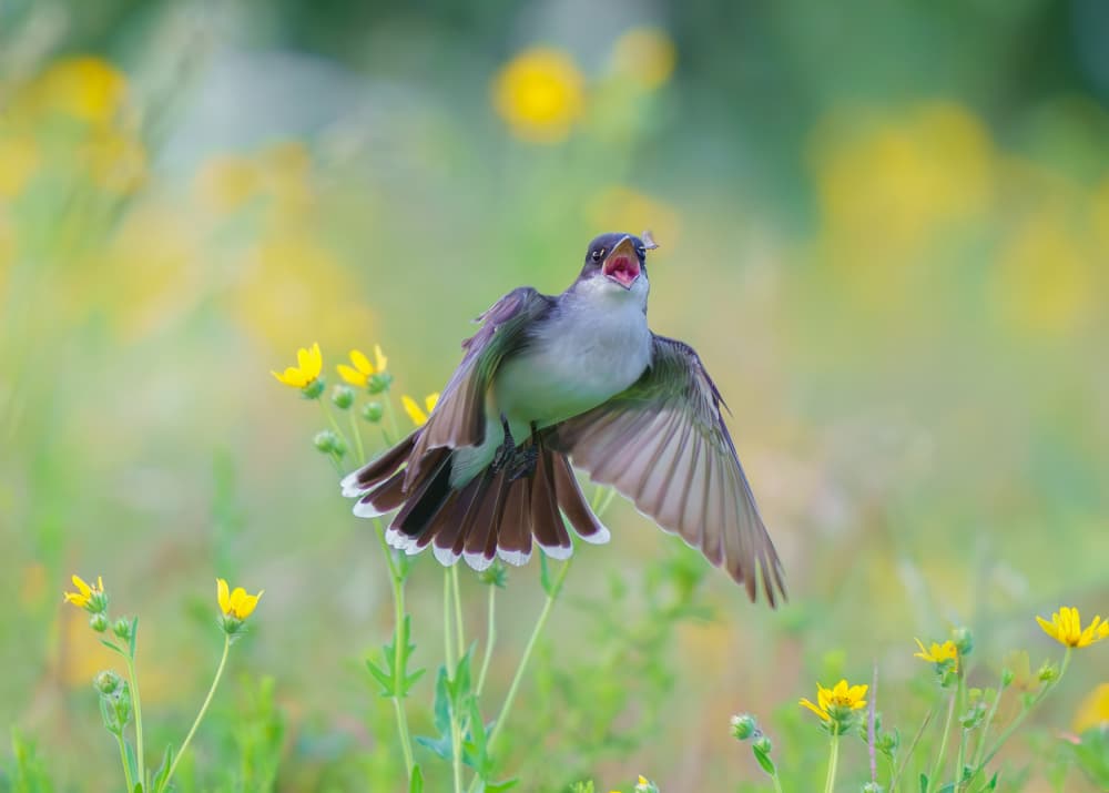 Singing Bird in Flight by Mike He — canvas wall art