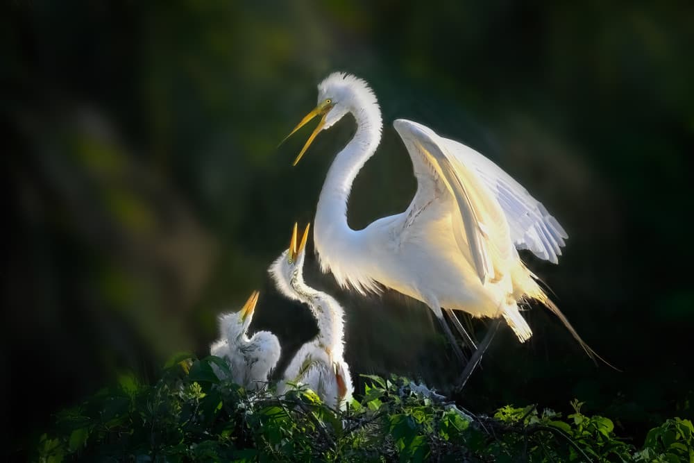 Nesting Egret Family by Jianping Yang — canvas wall art