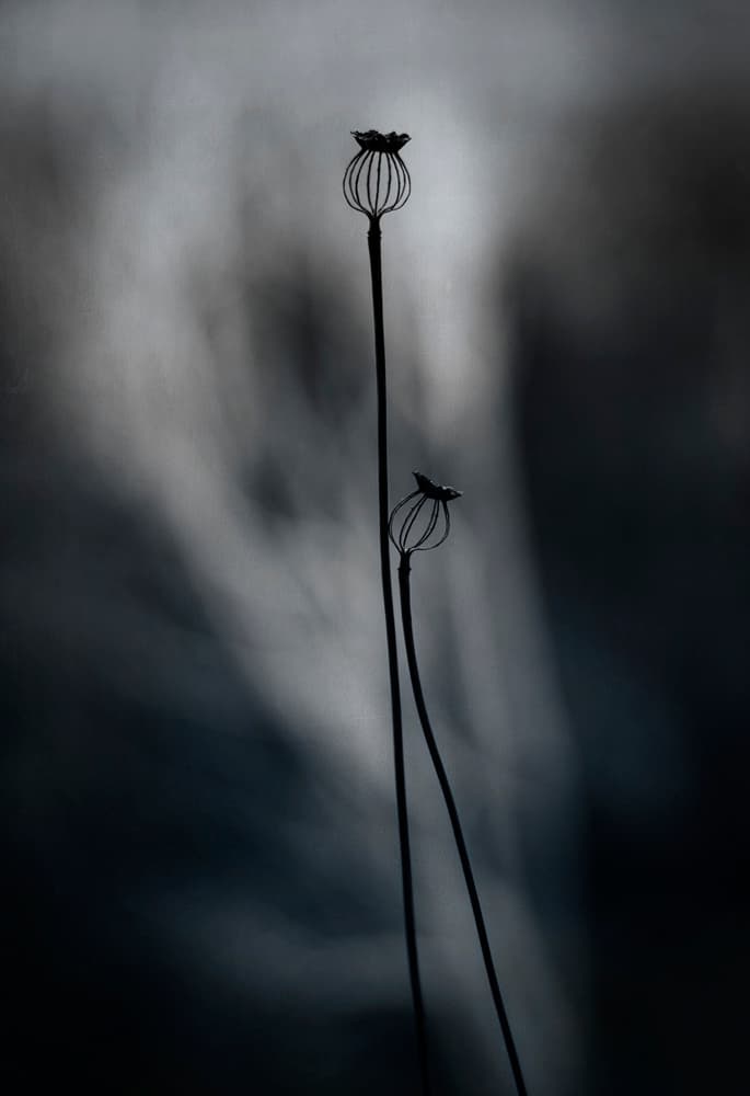 From last Year by Lotte Grønkjær — canvas wall art