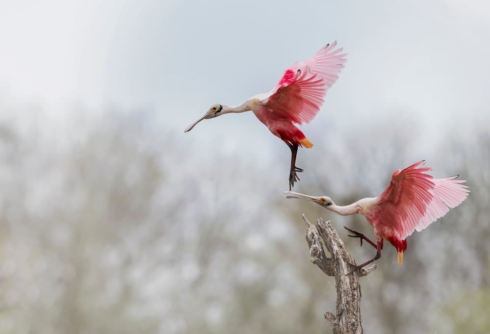 Spoonbills in Flight by Sheila Xu — canvas wall art