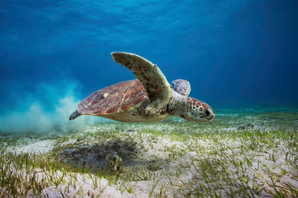 Green Sea Turtle Swim by Barathieu Gabriel — canvas wall art