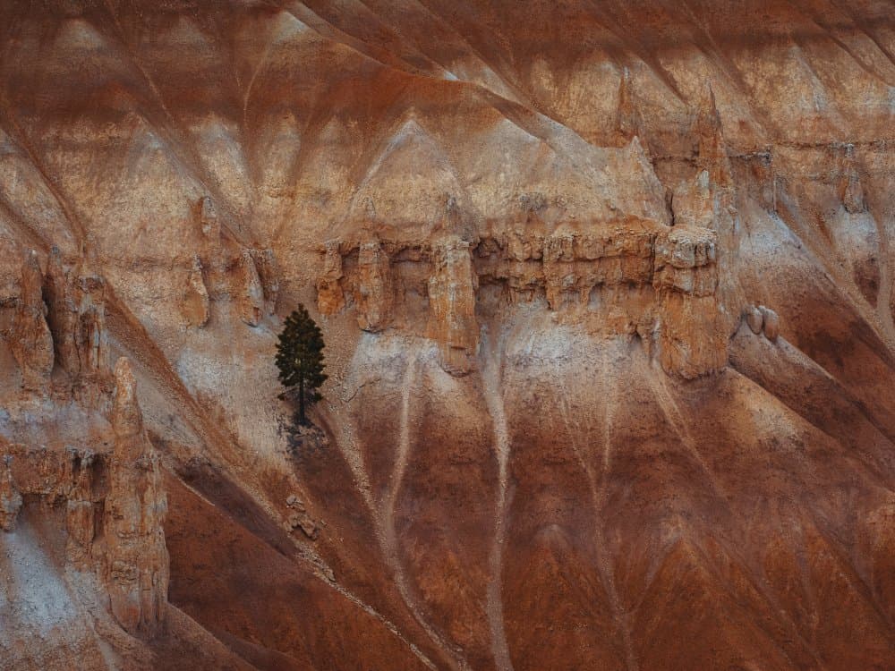 Solitary Canyon Tree by Anchor Lee — canvas wall art